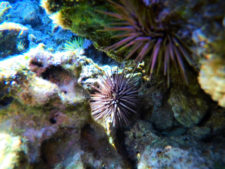 Colorful urchins at Sharks Cove North Shore Oahu