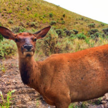 Cow Elk at Mammoth Yellowstone National Park Wyoming 1