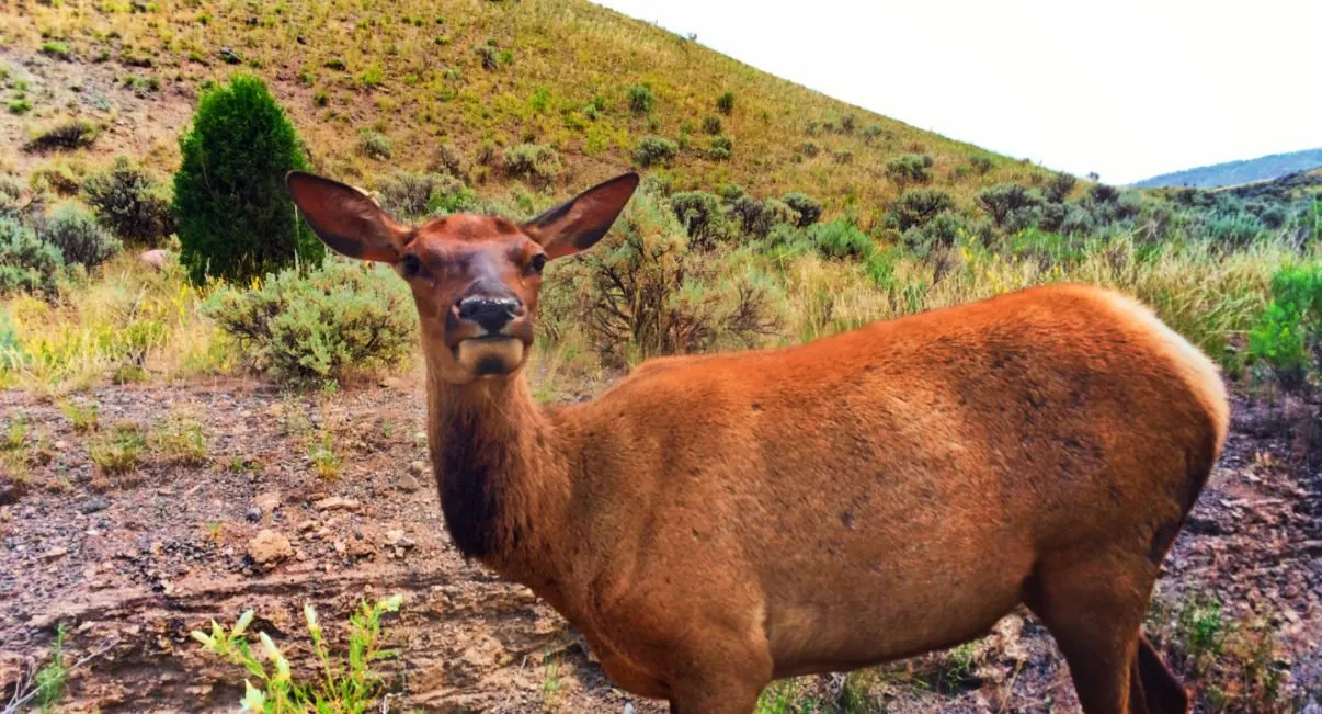 Cow Elk at Mammoth Yellowstone National Park Wyoming 1