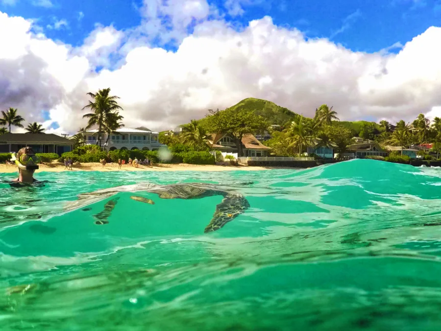 Hawaiian green sea turtle at Lanikai Oahu