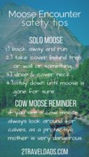 Moose-Wildlife-Safety-tips-pin-127x225.jpg