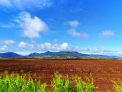 Pineapple farm on the Kamehameha Highway in Alamo Jeep on North Shore Oahu 2