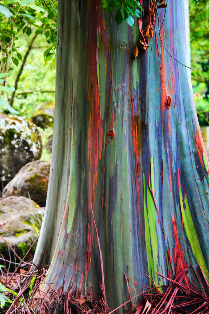 Rainbow Eucalyptus in Waimea Valley North Shore Oahu 4