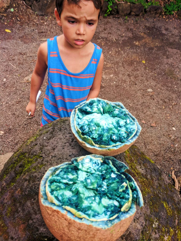 Taylor Family with cannonball fruit at Waimea Valley North Shore Oahu 6