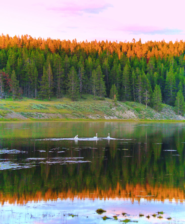Trumpeter-Swans-on-river-in-Yellowstone-National-Park-Wyoming-1.jpg