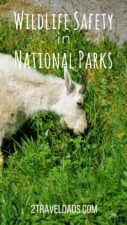 Wildlife-Safety-in-National-Parks-pin-1-127x225.jpg