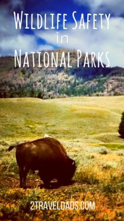 National Parks wildlife safety is important for both the enjoyment of those visiting the Parks and for the future of the animals found in nature. From hiking to boating, there are ways to keep humans and animals safe for their mutual benefit. 2traveldads.com