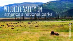 National Parks wildlife safety is important for both the enjoyment of those visiting the Parks and for the future of the animals found in nature. From hiking to boating, there are ways to keep humans and animals safe for their mutual benefit. 2traveldads.com