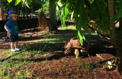 Tortoise at Poipu Koloa on Kauai