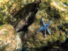 Blue-seastar-underwater-in-Sharks-Cove-Haleiwa-North-Shore-Oahu