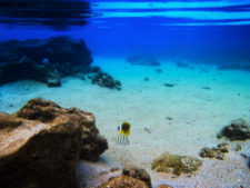 Colorful-fish-underwater-in-Sharks-Cove-Haleiwa-North-Shore-Oahu-1