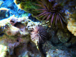 Colorful-urchins-at-Sharks-Cove-North-Shore-Oahu-1