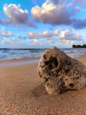 Coral chunk at Sunset Beach Haleiwa North Shore Oahu 1