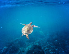 Hawaiian-Green-Sea-Turtle-catamaran-snorkeling-with-Aulani-Oahu-1