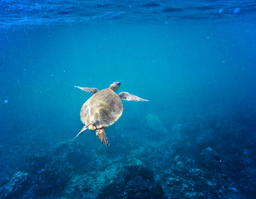 Hawaiian-Green-Sea-Turtle-catamaran-snorkeling-with-Aulani-Oahu-1 - 2 ...