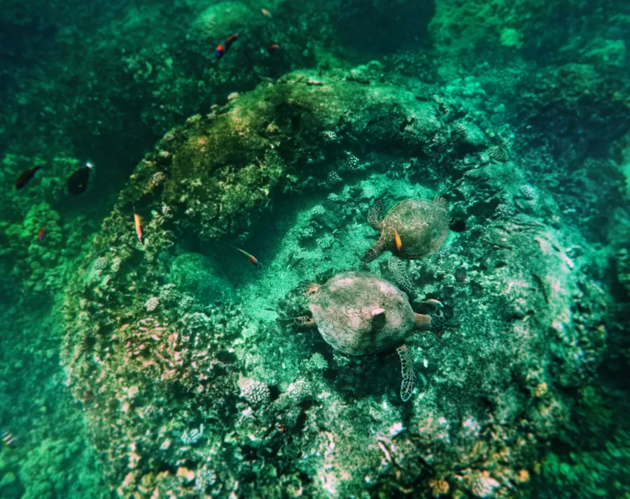 Honu Hawaiian Green Sea Turtle Catamaran Snorkeling Waienai Oahu