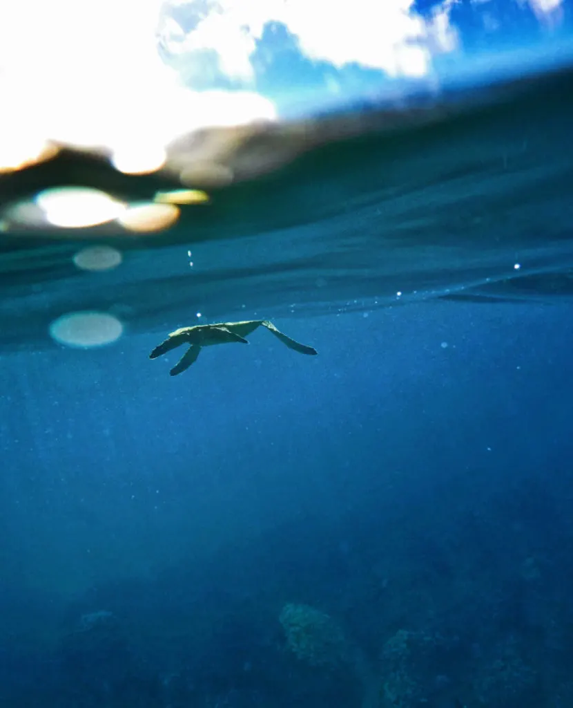 Honu Hawaiian Green Sea Turtle Catamaran Snorkeling Waienai Oahu 2