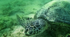 Honu Hawaiian Green Sea Turtle underwater at Lanikai Oahu