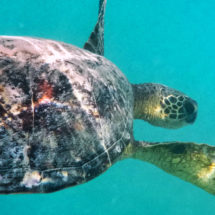 Honu Hawaiian Green Sea Turtle underwater at Lanikai Oahu 2