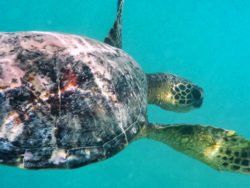 Honu Hawaiian Green Sea Turtle underwater at Lanikai Oahu 2