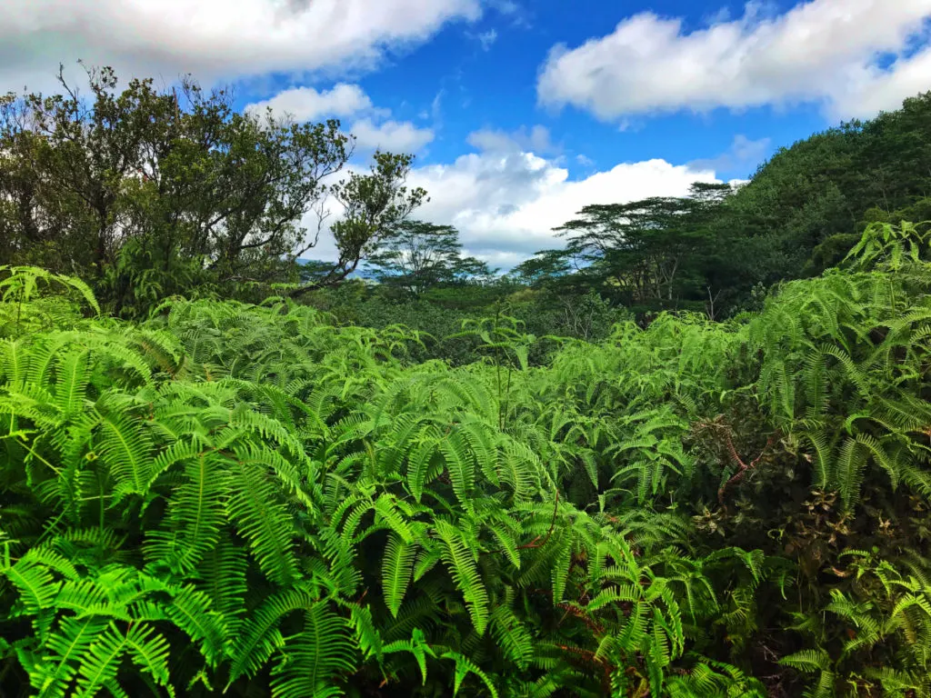 Jungle Na Palii in forest Kauai Hawaii 1