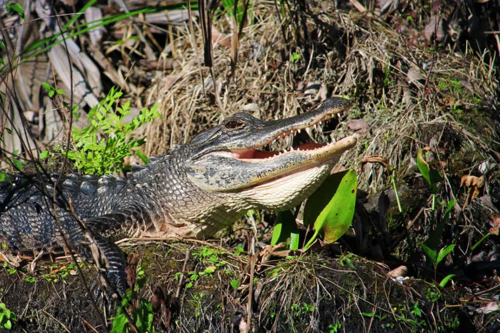 Alligator on Wekiva River Central Florida with Paddleboard Orlando 7