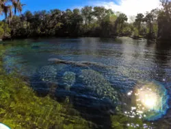 Manatees at Blue Spring State Park Central Florida Paddleboard Orlando 3