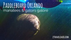 As a day trip added onto an Orlando vacation, a day with Paddleboard Orlando is ideal to explore Blue Spring State Park and the Wekiva River. Hundreds of manatees flock to Blue Spring in Central Florida and Wekiva is teeming with alligators and turtles. 2traveldads.com