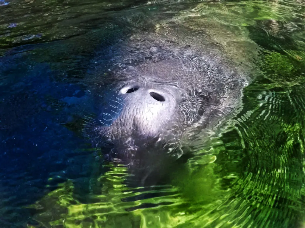 Manatee at Blue Spring State Park Central Florida Paddleboard Orlando