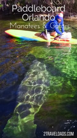 As a day trip added onto an Orlando vacation, a day with Paddleboard Orlando is ideal to explore Blue Spring State Park and the Wekiva River. Hundreds of manatees flock to Blue Spring in Central Florida and Wekiva is teeming with alligators and turtles. 2traveldads.com