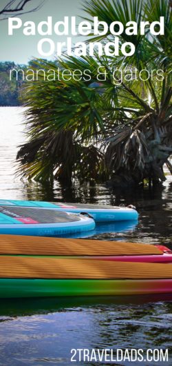 As a day trip added onto an Orlando vacation, a day with Paddleboard Orlando is ideal to explore Blue Spring State Park and the Wekiva River. Hundreds of manatees flock to Blue Spring in Central Florida and Wekiva is teeming with alligators and turtles. 2traveldads.com