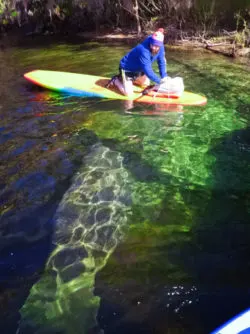 Manatee at Blue Spring State Park Central Florida Paddleboard Orlando 2