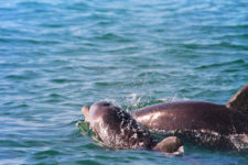 Bottlenose Dolphins on Three Islands Tour Isla Holbox Yucatan 13