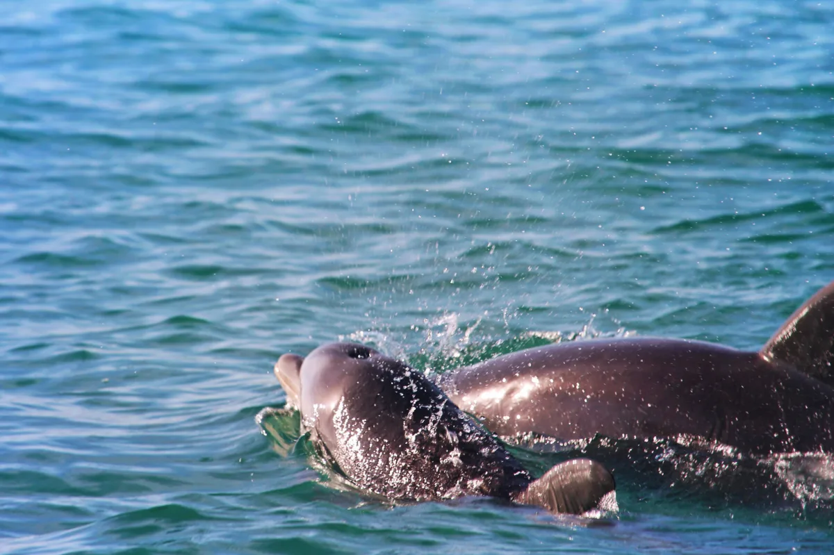 Bottlenose Dolphins on Three Islands Tour Isla Holbox Yucatan 13
