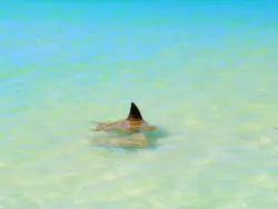 Eagle Rays on sandbar off Isla Holbox Yucatan 2