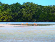 Flamingos at Yum Balam Preserve Isla Holbox Yucatan 3
