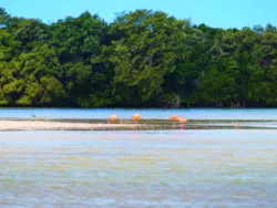 Flamingos at Yum Balam Preserve Isla Holbox Yucatan 3