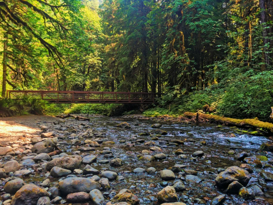 Foot bridge at Marymere Falls hiking in Olympic National Park 1