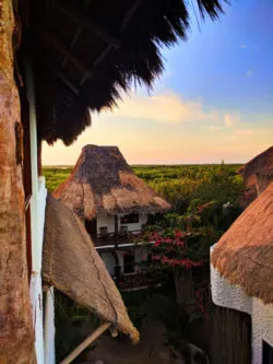 Mangrove forest from Villas Flamingos Isla Holbox Yucatan Yoga Retreat 1