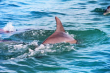 Bottlenose Dolphins on Three Islands Tour Isla Holbox Yucatan 10