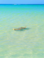 Eagle-Rays-on-sandbar-off-Isla-Holbox-Yucatan-1-169x225.jpg