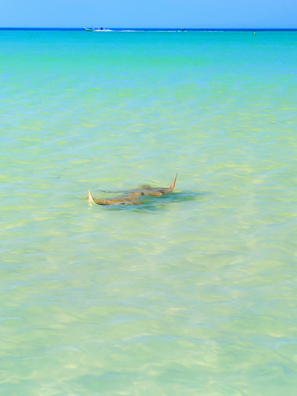 Eagle Rays on sandbar off Isla Holbox Yucatan 1