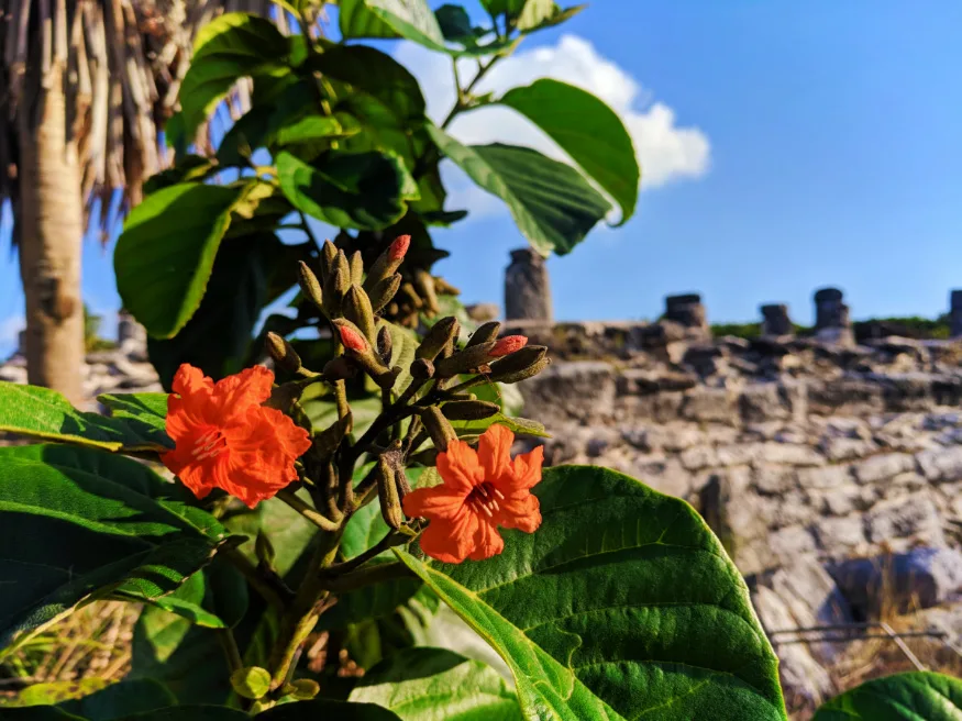 Flowers at El Rey Mayan Ruins Archaeological Site Cancun Yucatan 1