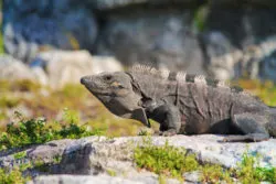 Iguana at El Rey Mayan Ruins Archaeological Site Cancun Yucatan 7