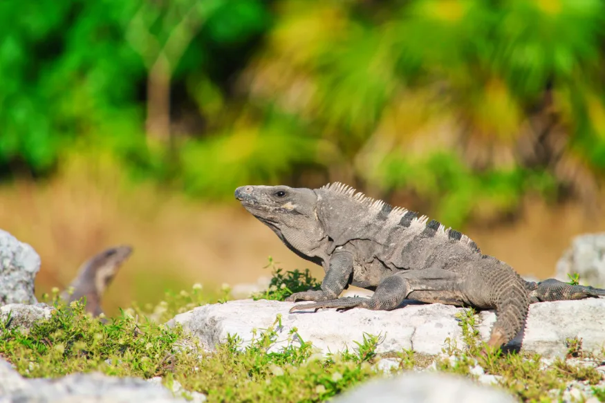 Iguanas at El Rey Mayan Ruins Archaeological Site Cancun Yucatan 4