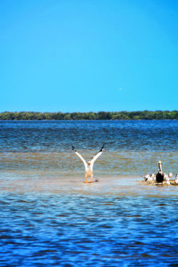 Pelican colony at Yum Balam Preserve Isla Holbox Yucatan 4