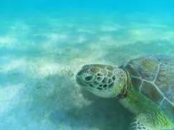 Sea Turtle on sea floor at Akumal Yucatan Peninsula