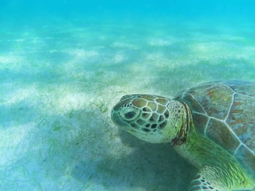 Sea Turtle on sea floor at Akumal Yucatan Peninsula