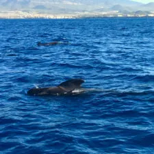 Wind Expedition pilot whales in Mediterranean Sea 1