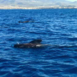 Wind Expedition pilot whales in Mediterranean Sea 1